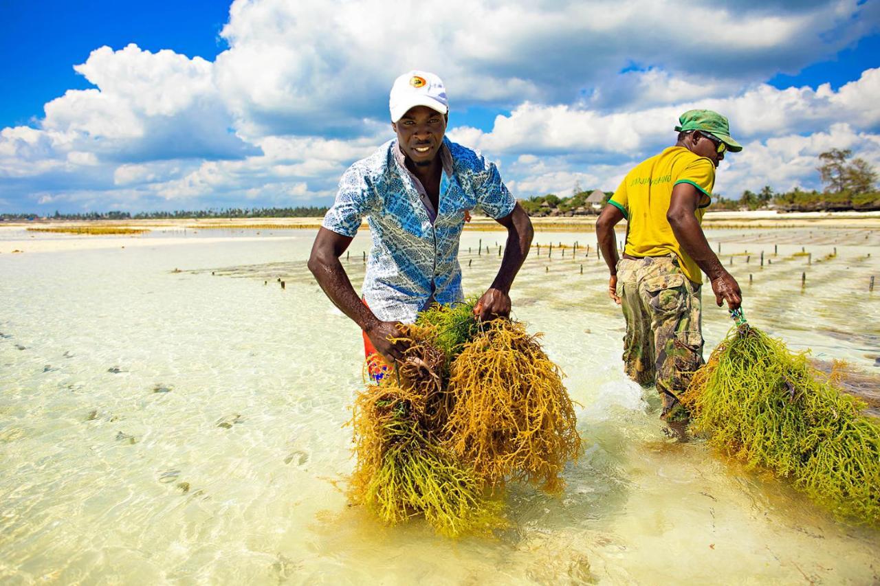 The Island - Pongwe Lodge (Adults Only) エクステリア 写真